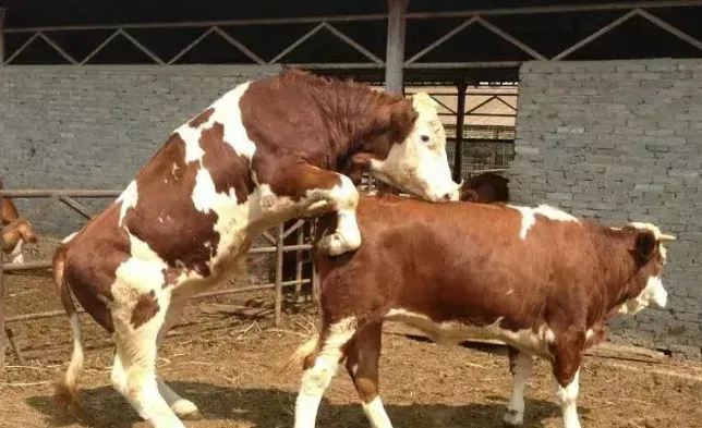 肉牛育肥技术的三大要点