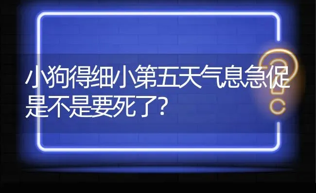 小狗得细小第五天气息急促是不是要死了？ | 动物养殖问答