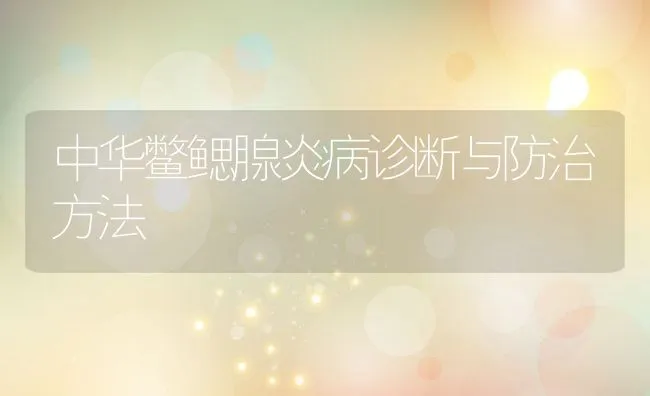 中华鳖鳃腺炎病诊断与防治方法 | 水产养殖知识
