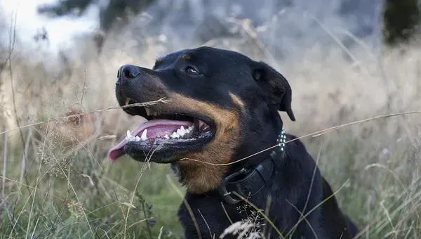 罗威纳犬怎么养 罗威纳犬怎么训练