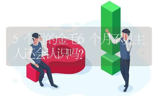 5个月的金毛6个月不见主人还会认识吗？ | 动物养殖问答