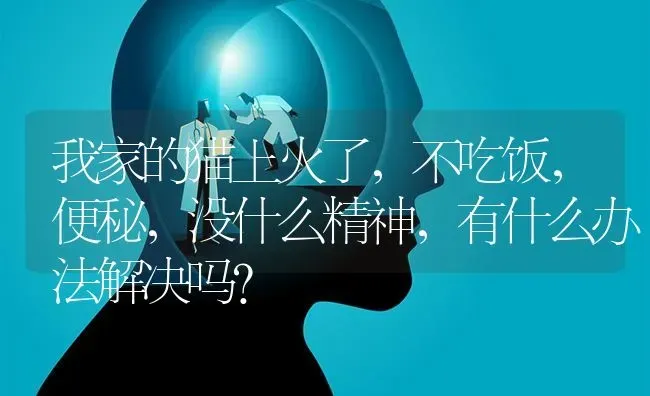 我家的猫上火了，不吃饭，便秘，没什么精神，有什么办法解决吗？ | 动物养殖问答