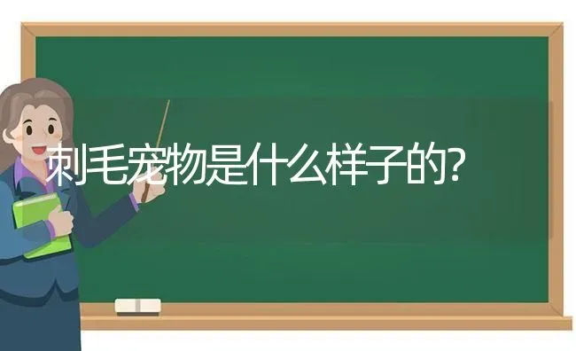 刺毛宠物是什么样子的？ | 动物养殖问答