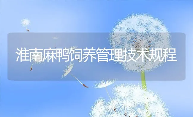 淮南麻鸭饲养管理技术规程 | 动物养殖饲料