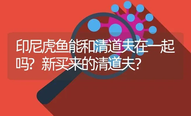 印尼虎鱼能和清道夫在一起吗?新买来的清道夫？ | 鱼类宠物饲养