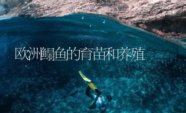 欧洲鳎鱼的育苗和养殖 | 海水养殖技术