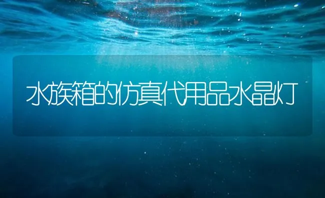 水族箱的仿真代用品水晶灯 | 海水养殖技术