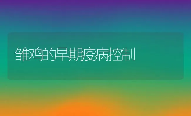 雏鸡的早期疫病控制 | 动物养殖学堂