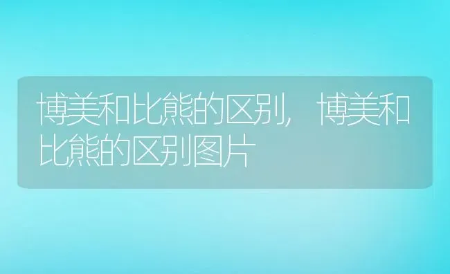 博美和比熊的区别,博美和比熊的区别图片 | 宠物百科知识