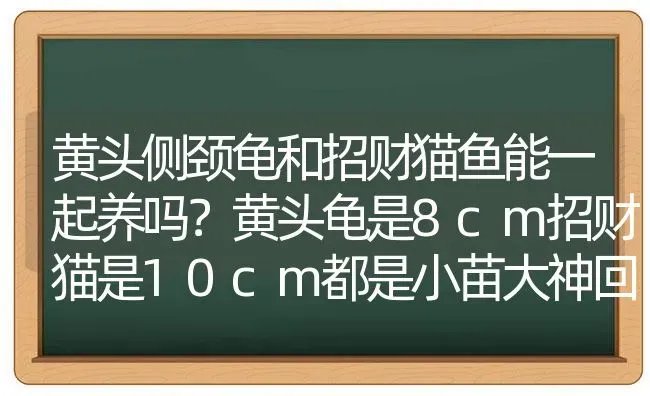 黄头侧颈龟和招财猫鱼能一起养吗？黄头龟是8cm招财猫是10cm都是小苗大神回答？ | 动物养殖问答