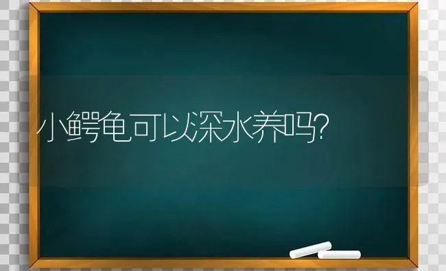 小鳄龟可以深水养吗？ | 动物养殖问答