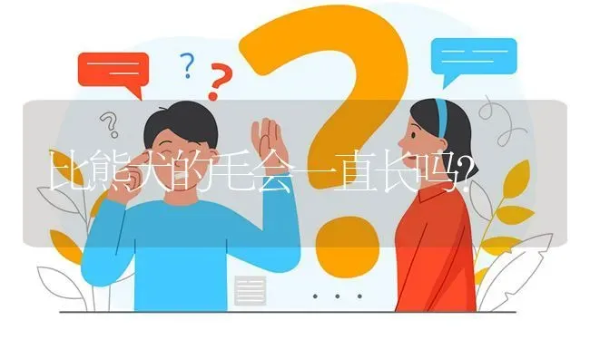 比熊犬的毛会一直长吗？ | 动物养殖问答