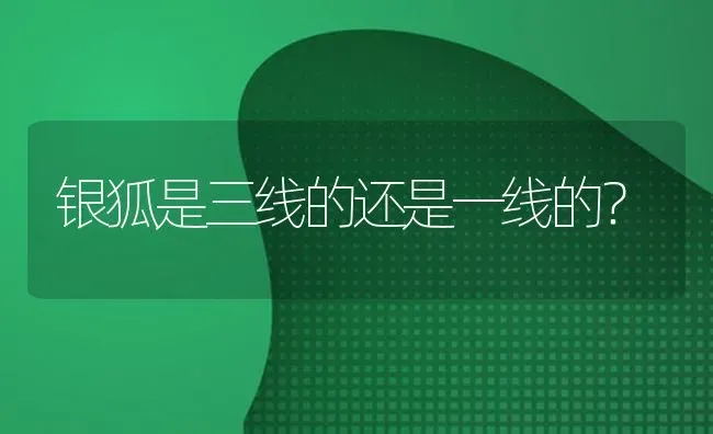 银狐是三线的还是一线的？ | 动物养殖问答