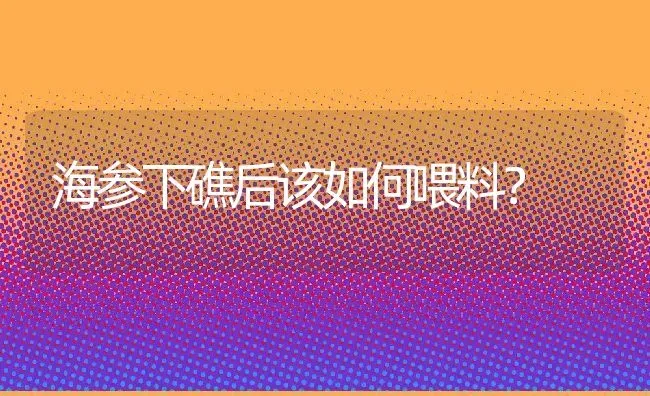 海参下礁后该如何喂料？ | 动物养殖教程