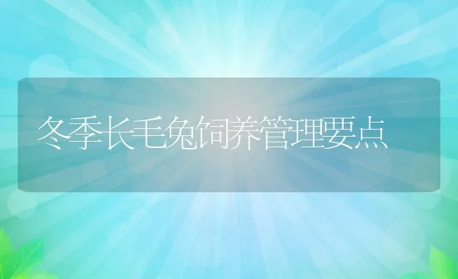 冬季长毛兔饲养管理要点 | 水产养殖知识