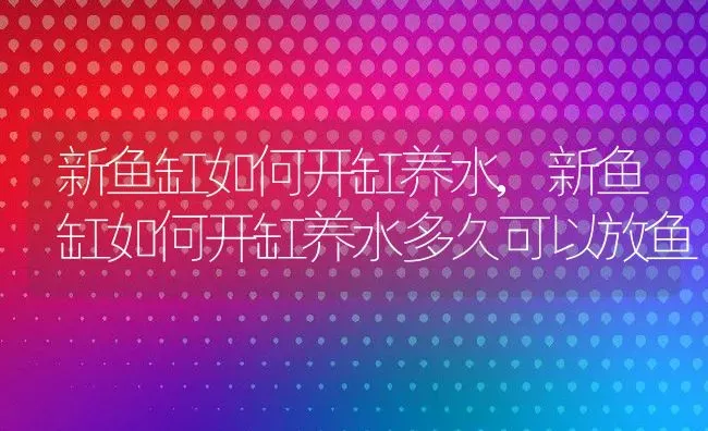 新鱼缸如何开缸养水,新鱼缸如何开缸养水多久可以放鱼 | 宠物百科知识