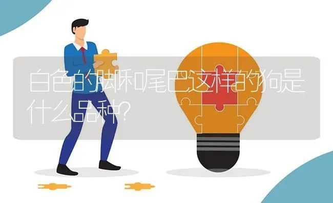 白色的脚和尾巴这样的狗是什么品种？ | 动物养殖问答