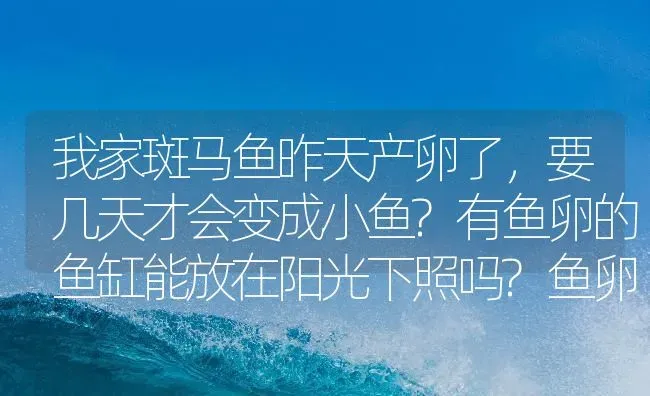 我家斑马鱼昨天产卵了，要几天才会变成小鱼?有鱼卵的鱼缸能放在阳光下照吗?鱼卵用换水吗?还需要注意？ | 鱼类宠物饲养