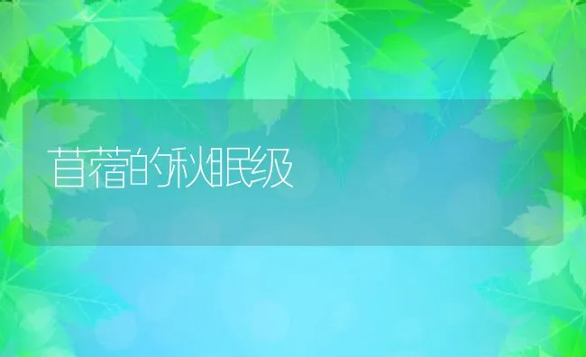 苜蓿的秋眠级 | 动物养殖饲料