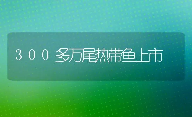 300多万尾热带鱼上市 | 特种养殖技术