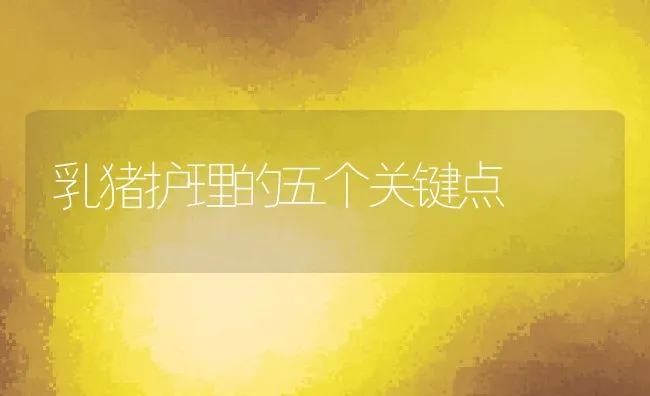 乳猪护理的五个关键点 | 动物养殖学堂