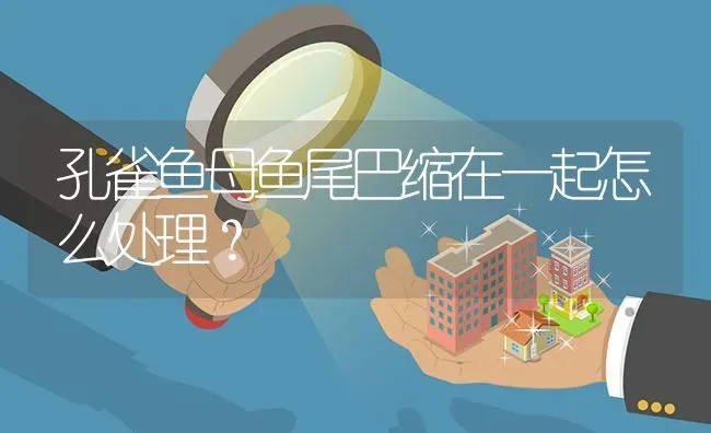 孔雀鱼母鱼尾巴缩在一起怎么处理？ | 鱼类宠物饲养