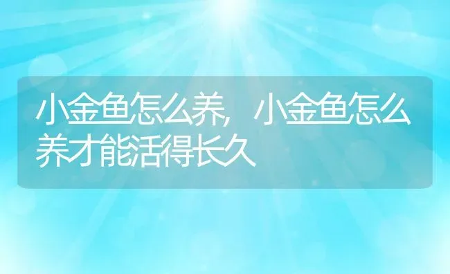 小金鱼怎么养,小金鱼怎么养才能活得长久 | 宠物百科知识