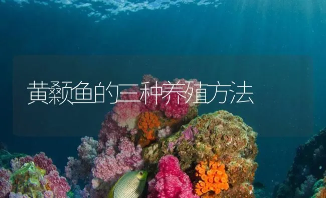 黄颡鱼的三种养殖方法 | 海水养殖技术