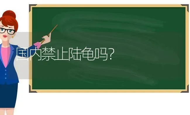 国内禁止陆龟吗？ | 动物养殖问答