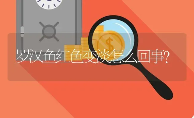 罗汉鱼红色变淡怎么回事？ | 鱼类宠物饲养