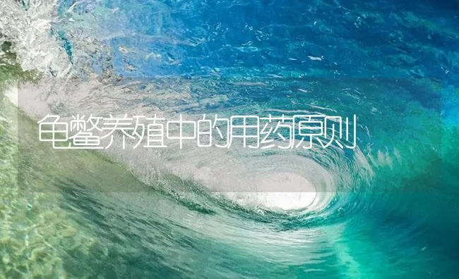 龟鳖养殖中的用药原则 | 海水养殖技术