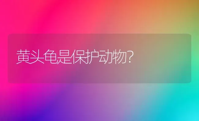 你们家猫咪绝育后会安静吗？ | 动物养殖问答