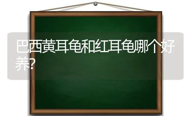 新手养边牧的十大禁忌？ | 动物养殖问答