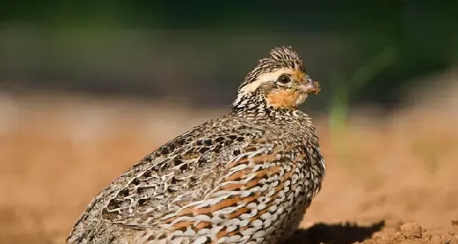 仔鹑的饲养管理