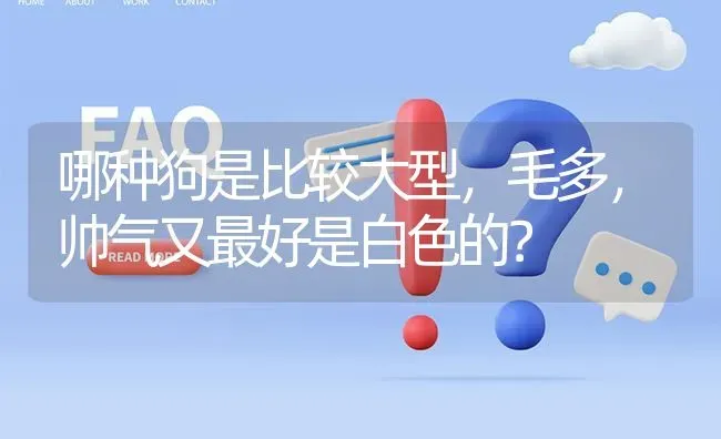 哪种狗是比较大型，毛多，帅气又最好是白色的？ | 动物养殖问答