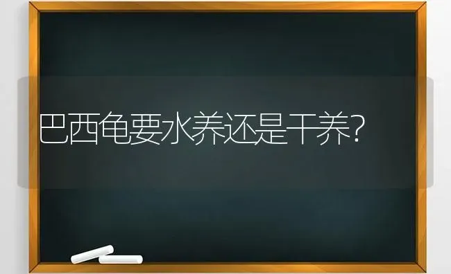 像羊嘴长的狗子是什么狗？ | 动物养殖问答