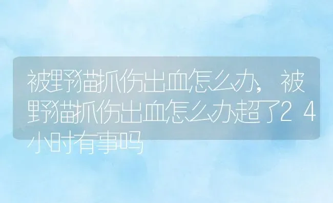 被野猫抓伤出血怎么办,被野猫抓伤出血怎么办超了24小时有事吗 | 宠物百科知识