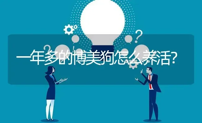 一年多的博美狗怎么养活？ | 动物养殖问答