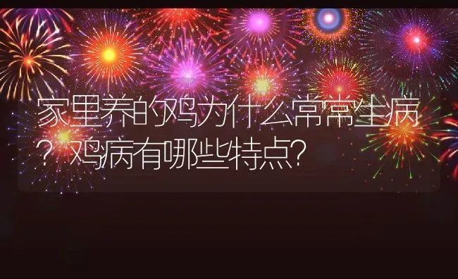 家里养的鸡为什么常常生病？鸡病有哪些特点？ | 动物养殖百科