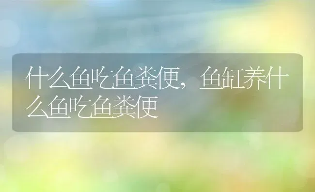 什么鱼吃鱼粪便,鱼缸养什么鱼吃鱼粪便 | 宠物百科知识