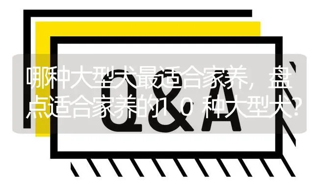 哪种大型犬最适合家养，盘点适合家养的10种大型犬？ | 动物养殖问答