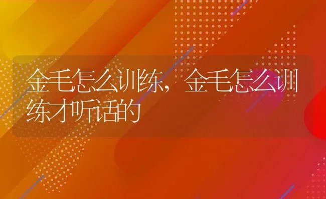 金毛怎么训练,金毛怎么训练才听话的 | 宠物百科知识