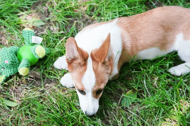 养柯基最大的忌讳,柯基犬注意事项？