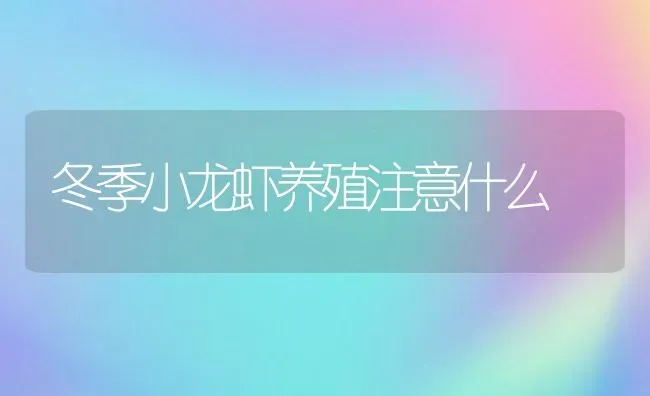 冬季小龙虾养殖注意什么 | 动物养殖教程