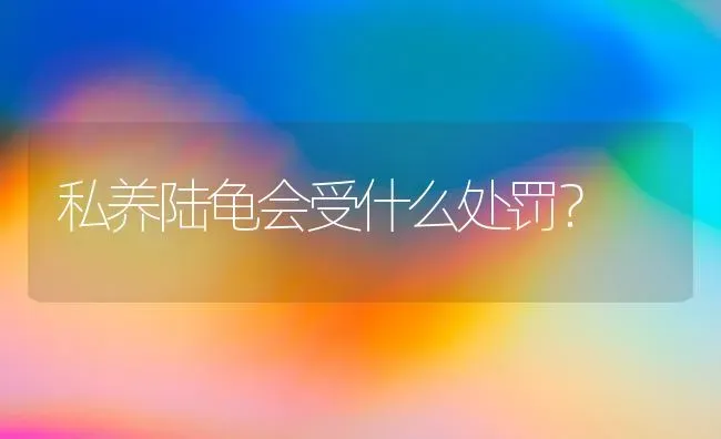 私养陆龟会受什么处罚？ | 动物养殖问答