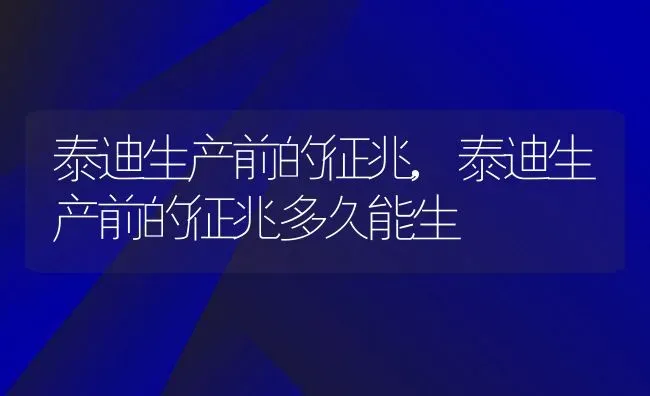 泰迪生产前的征兆,泰迪生产前的征兆多久能生 | 宠物百科知识