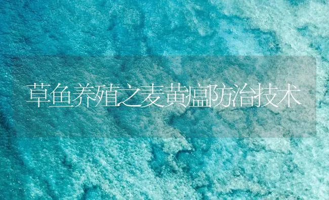 草鱼养殖之麦黄瘟防治技术 | 海水养殖技术