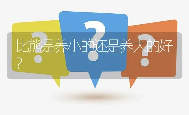 比熊是养小的还是养大的好？ | 动物养殖问答