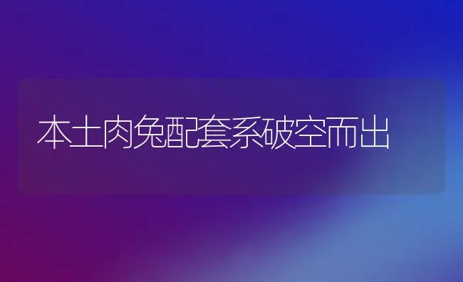 本土肉兔配套系破空而出 | 水产养殖知识