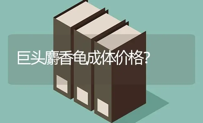 巨头麝香龟成体价格？ | 动物养殖问答